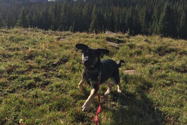 Ready for Action, hiking with your dog, Durango CO