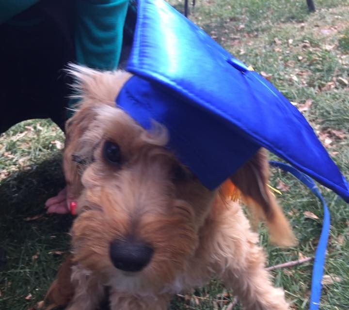 Puppy Class Graduate